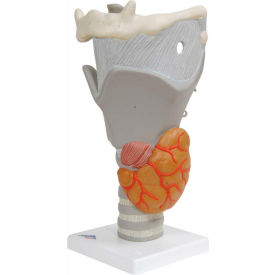 3B® Anatomical Model - Functional Larynx (2.5X Size) 12-4569
