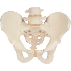 3B® Anatomical Model - Male Pelvic Skeleton 12-4598