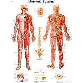 3B® Anatomical Chart - Nervous System Chart Laminated 12-4628L