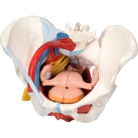 3B® Anatomical Model - Female Pelvis 6-Part with Ligaments 12-4575