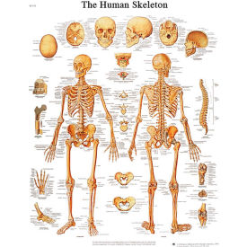 3B® Anatomical Chart - Skeleton Sticky Back 12-4620S