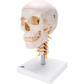 3B® Anatomical Model - Classic Skull 4-Part on Cervical Spine 12-4551
