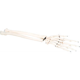 3B® Anatomical Model - Loose Bones Hand Skeleton with Ulna and Radius Left 12-4581L