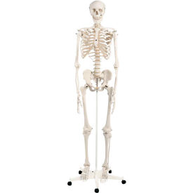 3B® Anatomical Model - Stan The Classic Skeleton on Roller Stand 12-4500