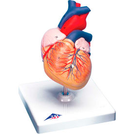 3B® Anatomical Model - Heart 2-Part 12-4567