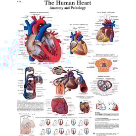 3B® Laminated Anatomical Heart Chart 20