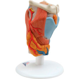 3B® Anatomical Model - Larynx 2-Part 12-4571