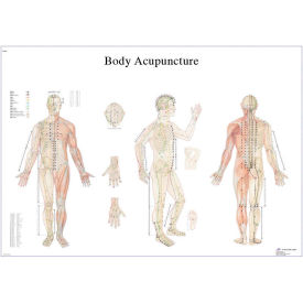 3B® Anatomical Chart - Acupuncture Body Laminated 12-4602L