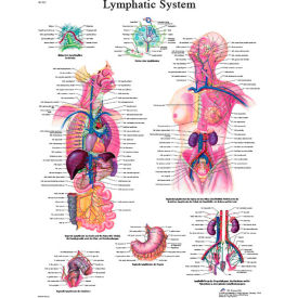3B® Anatomical Chart - Lymphatic System Laminated 12-4613L