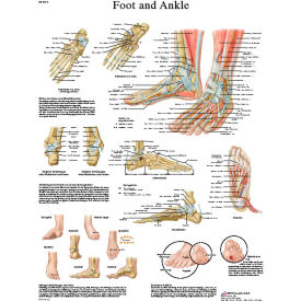 3B® Anatomical Chart - Foot & Ankle Laminated 12-4608L