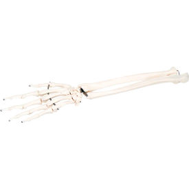 3B® Anatomical Model - Loose Bones Hand Skeleton with Ulna and Radius Right 12-4581R