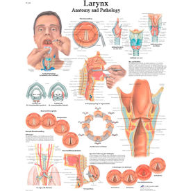 3B® Anatomical Chart - Larynx Paper 12-4612P
