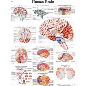3B® Anatomical Chart - Brain Laminated 12-4600L