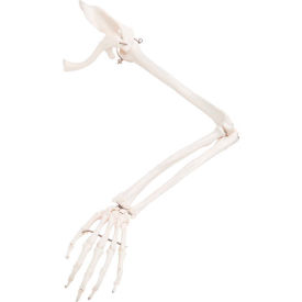 3B® Anatomical Model - Loose Bones Arm Skeleton with Scapula and Clavicle Left 12-4583L