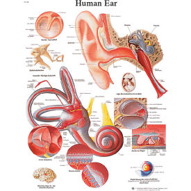 3B® Anatomical Chart - Ear Paper 12-4606P