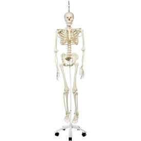3B® Anatomical Model - Phil The Physiological Skeleton on Roller Stand 12-4504
