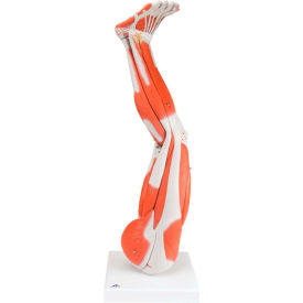 3B® Anatomical Model - Regular Muscular Leg 9-Part 12-4555