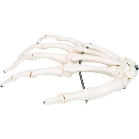 3B® Anatomical Model - Loose Bones Hand Skeleton Right 12-4580R