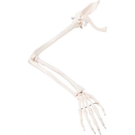 3B® Anatomical Model - Loose Bones Arm Skeleton with Scapula and Clavicle Right 12-4583R