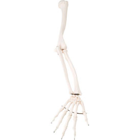 3B® Anatomical Model - Loose Bones Arm Skeleton Right 12-4582R