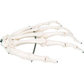 3B® Anatomical Model - Loose Bones Hand Skeleton Left 12-4580L