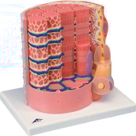 3B® Anatomical Model - Microanatomy™ Muscle Fiber - 10000 Times Magnified 12-4559