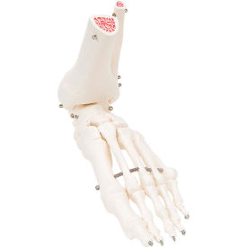 3B® Anatomical Model - Loose Bones Foot Skeleton with Ankle Left 12-4585L