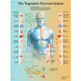 3B® Anatomical Chart - Vegetative Nervous System Paper 12-4631P