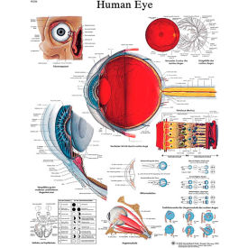 3B® Anatomical Chart - Eye Paper 12-4607P