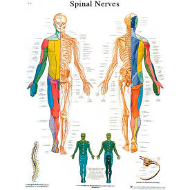 3B® Anatomical Chart - Spinal Nerves Sticky Back 12-4630S