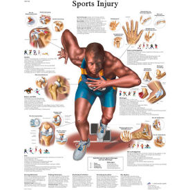 3B® Anatomical Chart - Sports Injuries Sticky Back 12-4623S