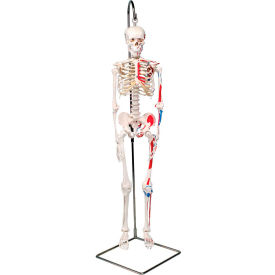 3B® Anatomical Model - Shorty The Mini Skeleton with Muscles on Hanging Stand 12-4507