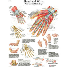 3B® Anatomical Chart - Hand & Wrist Laminated 12-4609L