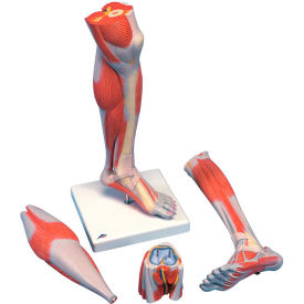 3B® Anatomical Model - Life Size Lower Muscle Leg with Detachable Knee 3-Part 12-4800