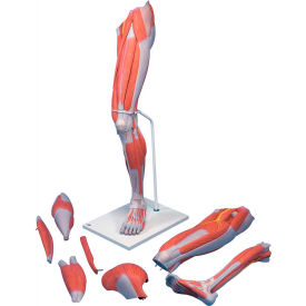 3B® Anatomical Model - Deluxe Muscular Leg 7-Part 12-4557