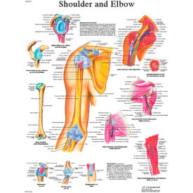 3B® Anatomical Chart - Shoulder & Elbow Paper 12-4619P