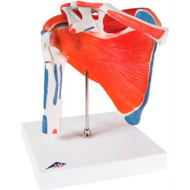 3B® Anatomical Model - Shoulder Joint with Rotator Cuff 12-4525