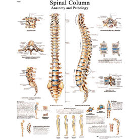 3B® Anatomical Chart - Spinal Column Paper 12-4622P