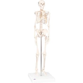 3B® Anatomical Model - Sectional Knee Joint Model 3-Part 12-4806