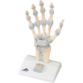 3B® Anatomical Model - Hand Skeleton with Ligaments 12-4521