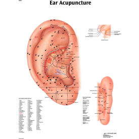 3B® Anatomical Chart - Acupuncture Ear Laminated 12-4603L