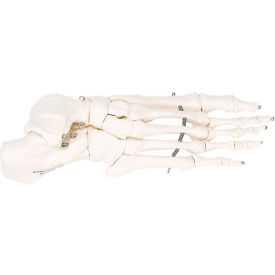 3B® Anatomical Model - Loose Bones Foot Skeleton Right 12-4584R