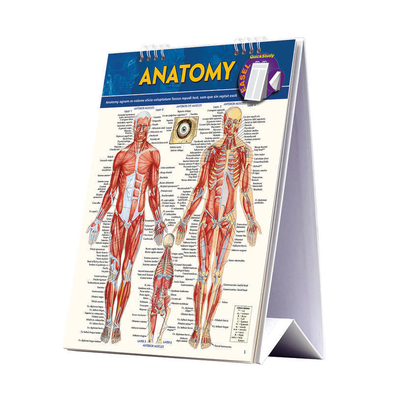 QuickStudy Easel, Human Anatomy MPN:225836