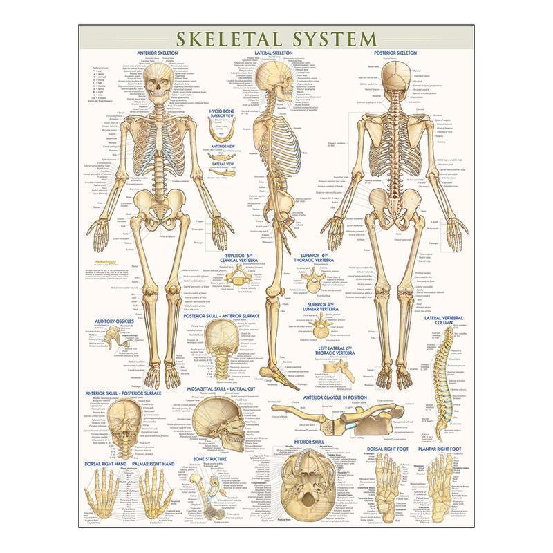 QuickStudy Human Anatomical Poster, English, Skeletal System, 28in x 22in MPN:220671