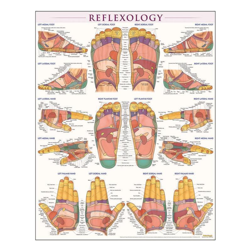 QuickStudy Human Anatomical Poster, English, Reflexology, 28in x 22in MPN:223078