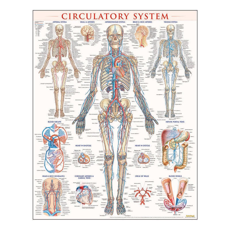 QuickStudy Human Anatomical Poster, English, Circulatory System, 28in x 22in MPN:224174