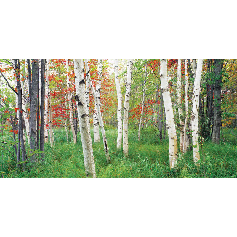 Biggies Wall Mural, 27in x 54in, Aspen Grove MPN:WM-AGV-54
