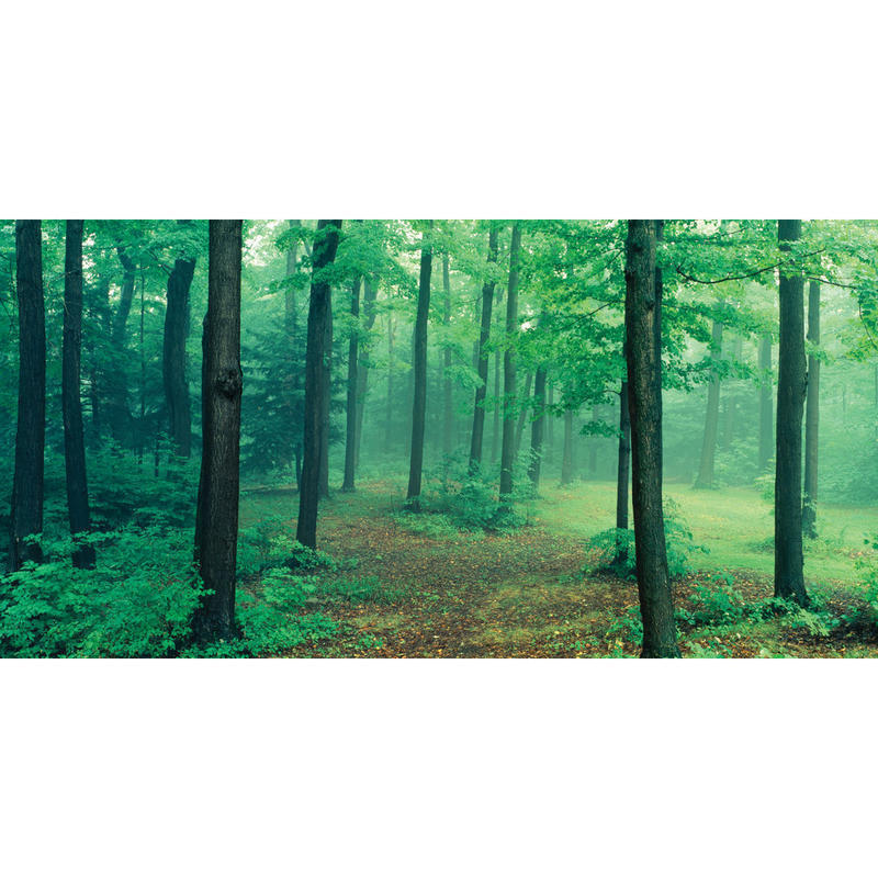 Biggies Wall Mural, 40in x 80in, Misty Forest MPN:WM-MFT-80