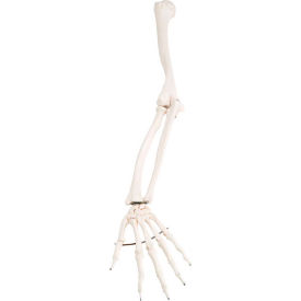 3B® Anatomical Model - Loose Bones Arm Skeleton Left 12-4582L