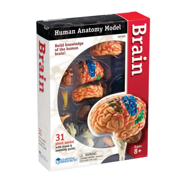 Learning Resources Model Brain Anatomy Set, Grades 3 - 12 (Min Order Qty 2) MPN:LER3335